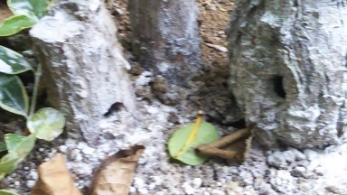 DSC_0123.JPG