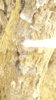 DSC_0207.JPG