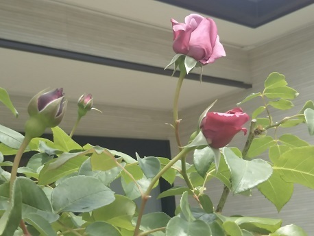 DSC_2346.JPG
